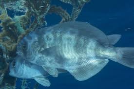 Image result for Schedophilus ovalis