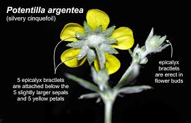 Image result for Potentilla argentea