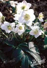 Attēlu rezultāti vaicājumam “Helleborus niger”