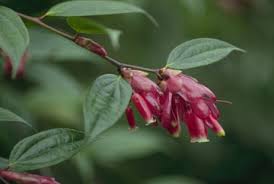Attēlu rezultāti vaicājumam “Ericaceae”
