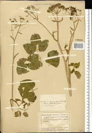 Attēlu rezultāti vaicājumam “Angelica palustris”