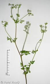 Image result for Anthriscus cerefolium