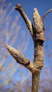 Attēlu rezultāti vaicājumam “Sorbus aucuparia bud”