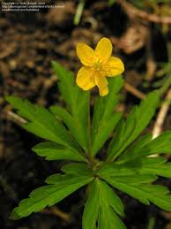 Attēlu rezultāti vaicājumam “Anemone ranunculoides bud”