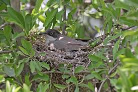 Image result for Sylvia hortensis