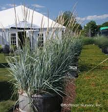 Attēlu rezultāti vaicājumam “Leymus arenarius”