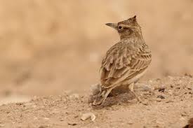 Attēlu rezultāti vaicājumam “Galerida cristata adult”