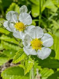 Attēlu rezultāti vaicājumam “Fragaria vesca flower”