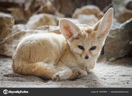 Attēlu rezultāti vaicājumam “Vulpes zerda”