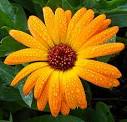 Plant profile: Calendula | Calendula herb and Health care blog