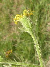 Attēlu rezultāti vaicājumam “Senecio viscosus flower”