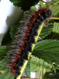 Attēlu rezultāti vaicājumam “Macrothylacia rubi larva”