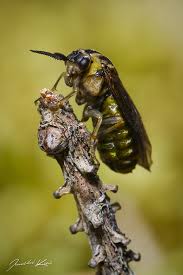 Attēlu rezultāti vaicājumam “Gilpinia”