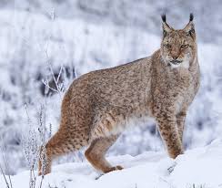 Attēlu rezultāti vaicājumam “Lynx lynx”