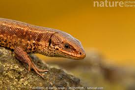 Attēlu rezultāti vaicājumam “Lacerta vivipara”