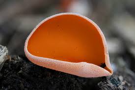 Attēlu rezultāti vaicājumam “Sporophagomyces chrysostomus”