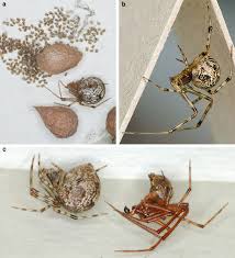 Attēlu rezultāti vaicājumam “Theridiidae”