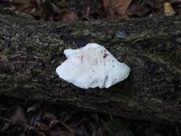 Attēlu rezultāti vaicājumam “Postia tephroleucus”