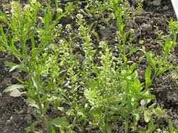 Attēlu rezultāti vaicājumam “Lepidium densiflorum flower”