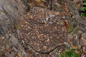 Attēlu rezultāti vaicājumam “Grifola frondosa”