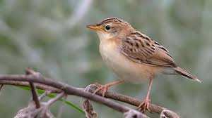Image result for Cisticola juncidis