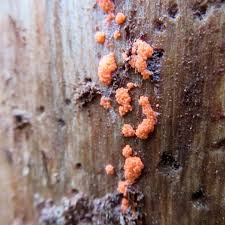 Attēlu rezultāti vaicājumam “Enteridium olivaceum”