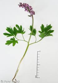 Attēlu rezultāti vaicājumam “Corydalis cava flower”