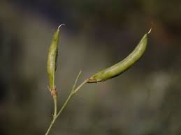 Attēlu rezultāti vaicājumam “Lathyrus tuberosus”