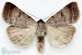 Attēlu rezultāti vaicājumam “Lygephila viciae”