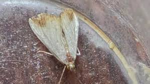 Attēlu rezultāti vaicājumam “Evergestis extimalis”