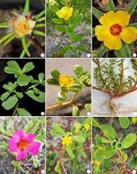 Attēlu rezultāti vaicājumam “Portulacaceae”
