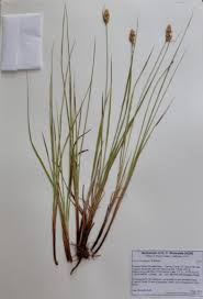 Attēlu rezultāti vaicājumam “Carex buxbaumii”