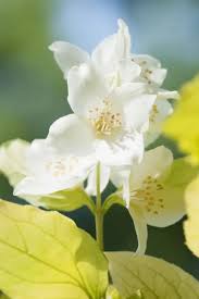 Attēlu rezultāti vaicājumam “Philadelphus coronarius flower”