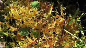 Attēlu rezultāti vaicājumam “Hamatocaulis vernicosus”