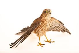 Attēlu rezultāti vaicājumam “Accipiter nisus”