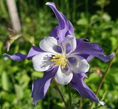 Image result for Aquilegia caerulea