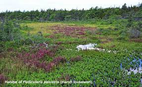 Attēlu rezultāti vaicājumam “Pedicularis palustris fruit”