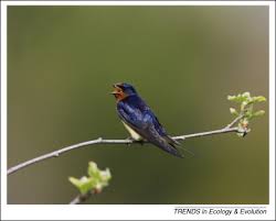 Attēlu rezultāti vaicājumam “Hirundo rustica adult”