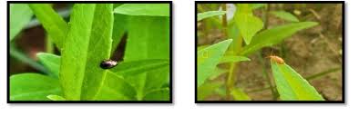 Attēlu rezultāti vaicājumam “Altica sp.”