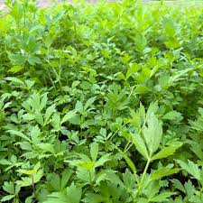 Image result for Liebstöckel