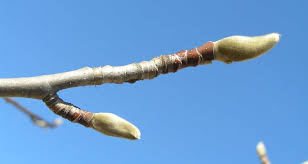 Attēlu rezultāti vaicājumam “Magnolia acuminata bud”