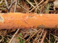 Attēlu rezultāti vaicājumam “Peniophora laurentii”