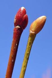 Attēlu rezultāti vaicājumam “Alnus glutinosa bud”