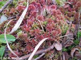 Attēlu rezultāti vaicājumam “Sphagnum russowii”