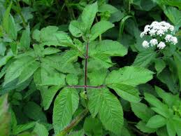 Attēlu rezultāti vaicājumam “Chaerophyllum aromaticum”