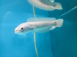 Image result for Channa argus