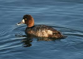 Image result for Aythya affinis