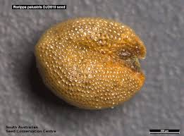 Attēlu rezultāti vaicājumam “Rorippa palustris fruit”