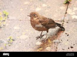 Attēlu rezultāti vaicājumam “Turdus merula juvenile”