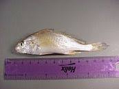 Image result for Micropogonias undulatus